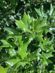 Ilex cornuta