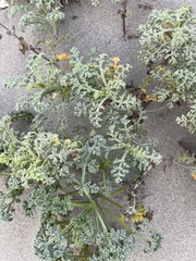 Dasispermum