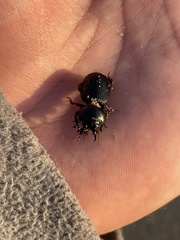 Acanthoscelis ruficornis