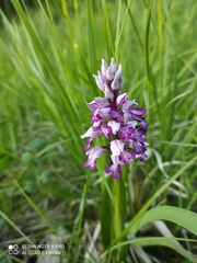Orchis militaris