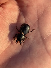 Acanthoscelis ruficornis