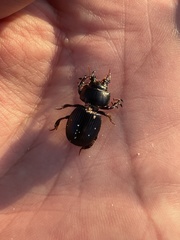 Acanthoscelis ruficornis