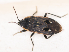 Graptopeltus lynceus