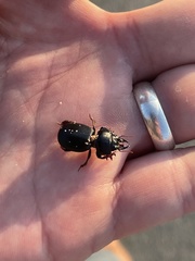 Acanthoscelis ruficornis