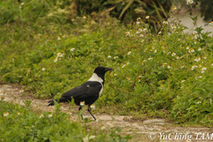 Corvus pectoralis