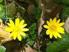 Ficaria verna ficariiformis