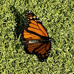 Danaus plexippus