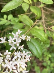 Ligustrum sinense