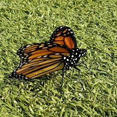 Danaus plexippus