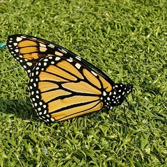 Danaus plexippus
