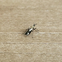 Insecta