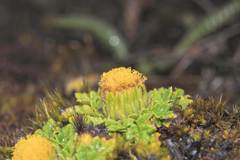 Senecio repens