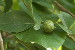 Morinda pubescens
