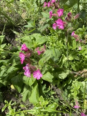 Silene dioica