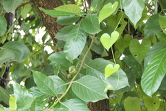 Morinda pubescens
