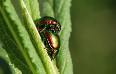 Chrysolina graminis