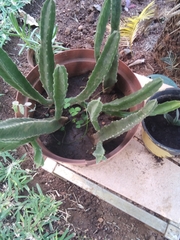Stapelia leendertziae