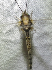 Ululodes macleayanus