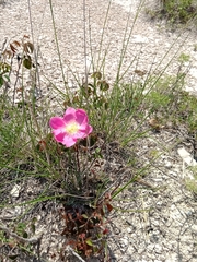 Rosa gallica