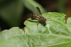 Ropalidia hongkongensis