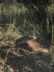 Thryonomys swinderianus