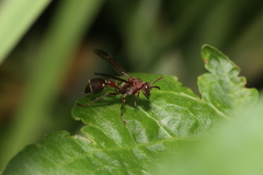 Ropalidia hongkongensis
