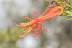 Tristerix longibracteatus