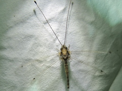 Ululodes macleayanus