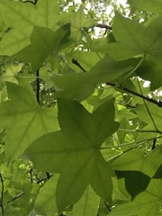Liquidambar styraciflua