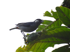 Conirostrum leucogenys