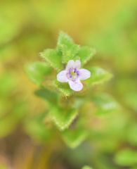 Clinopodium nubigenum