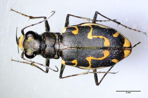 Hairy-necked Tiger Beetle photo 6