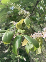 Ligustrum sinense