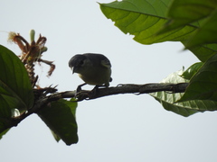 Conirostrum leucogenys