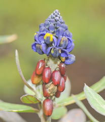 Monnina crassifolia