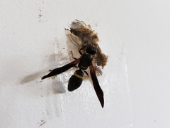 Ancistrocerus unifasciatus