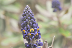 Monnina crassifolia
