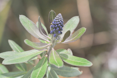 Monnina crassifolia
