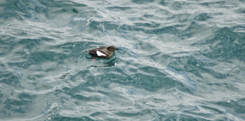 Icelandic Black Guillemot