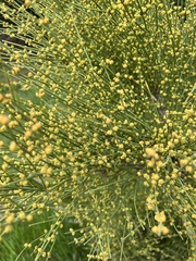 Ephedra equisetina