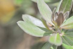 Monnina crassifolia