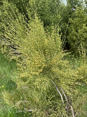 Ephedra equisetina