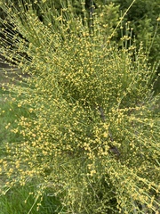 Ephedra equisetina