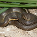 Gulf Swampsnake - Photo (c) johnwilliams, some rights reserved (CC BY-NC), uploaded by johnwilliams