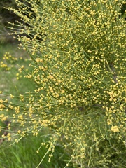 Ephedra equisetina