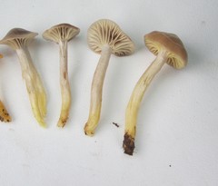 Cuphophyllus lamarum