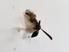 Ancistrocerus unifasciatus