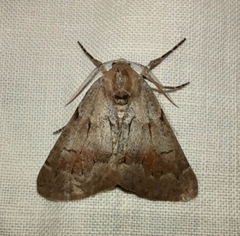 Adalbertia castiliaria