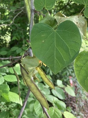 Cercis canadensis