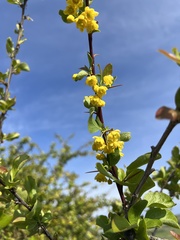 Berberis sphaerocarpa